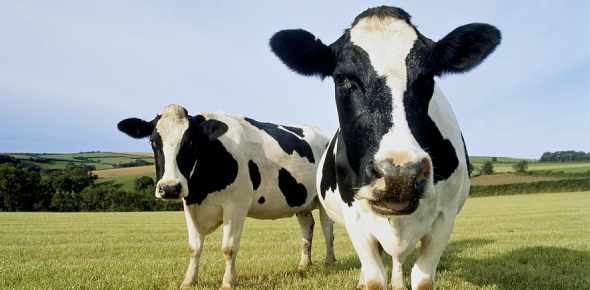 Holstein Friesian Cattle Facts Quiz ProProfs Quiz